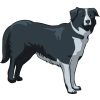 Border collie